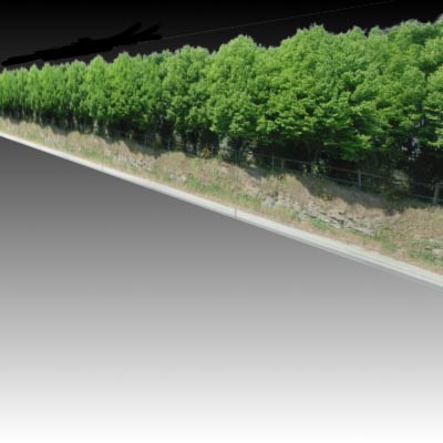Tree line Roadside.tga